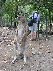 041 Cairns Tropical Zoo